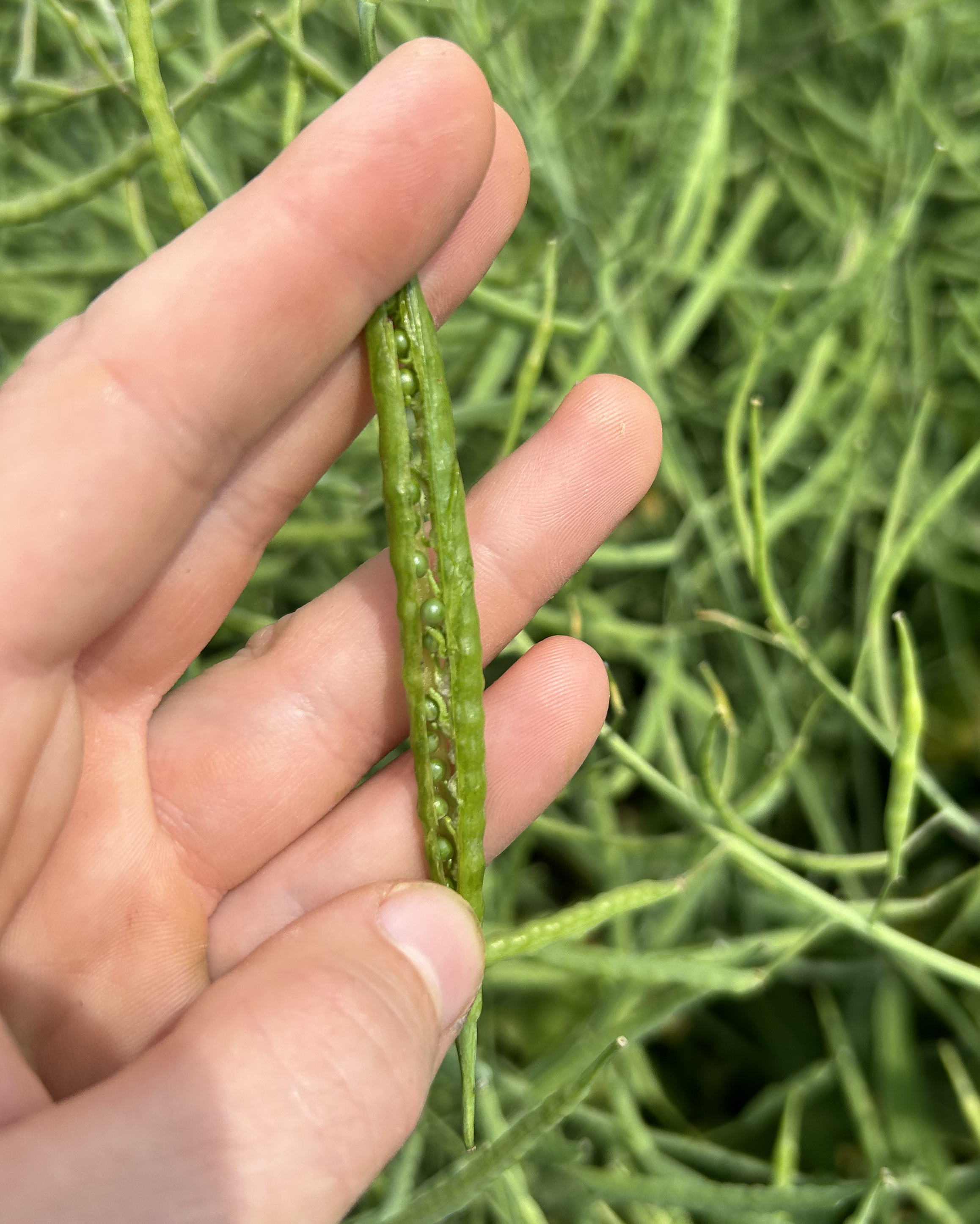 Close-up of a person's hand holding an immature green canola pod, revealing rows of developing seeds inside. A dense, green canopy of similar pods fills the background.